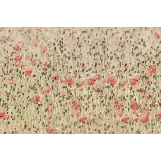 Poppies 
