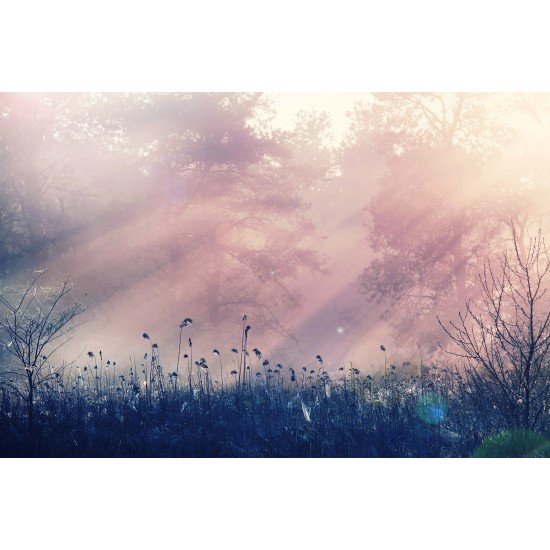 Pink Dawn
