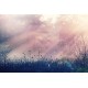 Pink Dawn
