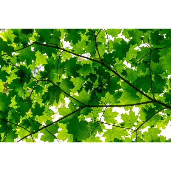 Maple Leaves