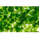 Maple Leaves