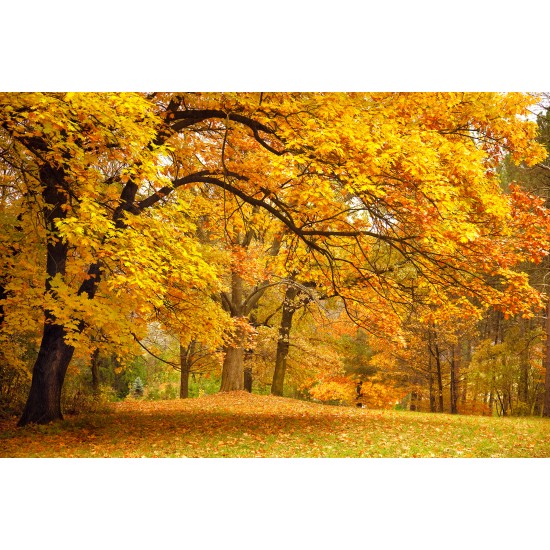 Yellow Leafy Trees