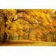 Yellow Leafy Trees