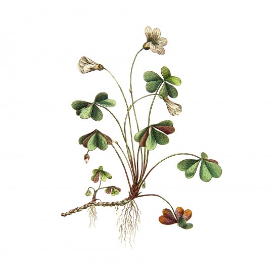 Oxalis