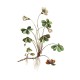 Oxalis