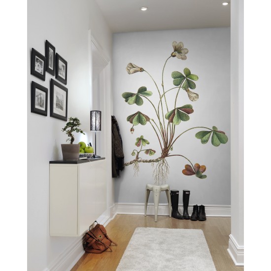 Oxalis Oxalis