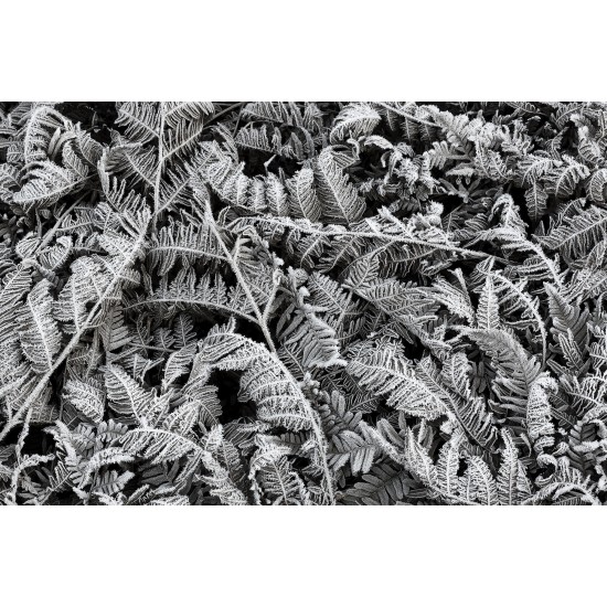 Frost Leaf Frost Leaf