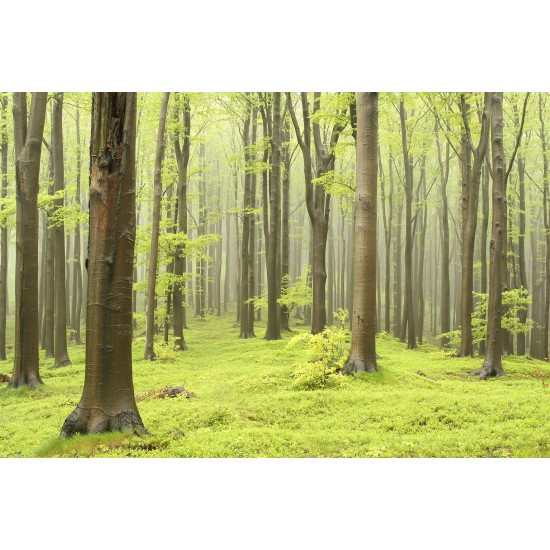 Deciduous Forest