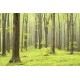 Deciduous Forest