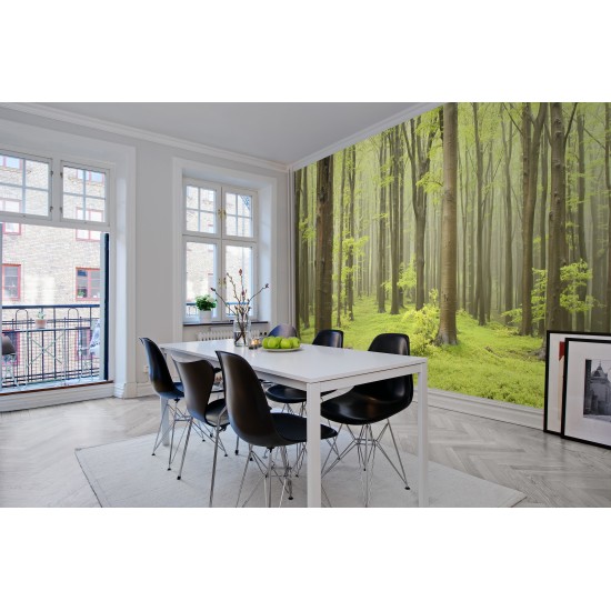 Deciduous Forest Deciduous Forest