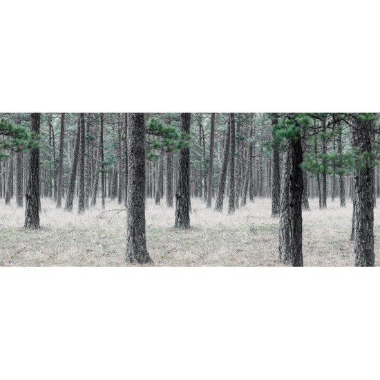 Pine Forest