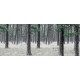 Pine Forest