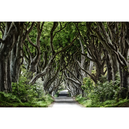 Magical Alley