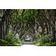 Magical Alley