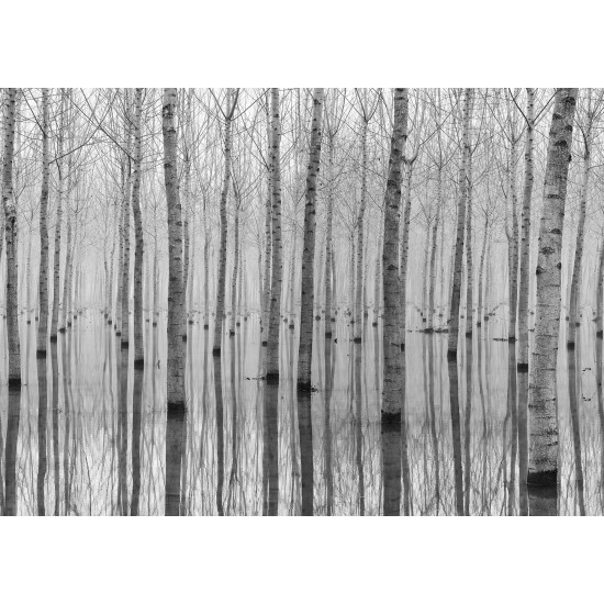 Birch Echo