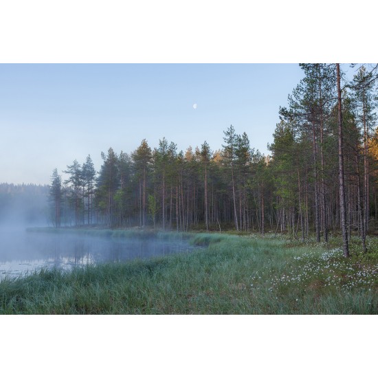 Forest Lake