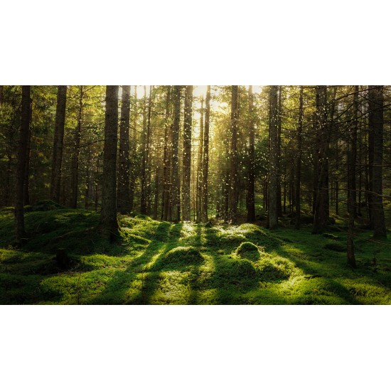 Forest Bath