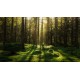 Forest Bath