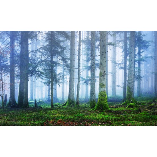 Blue Forest