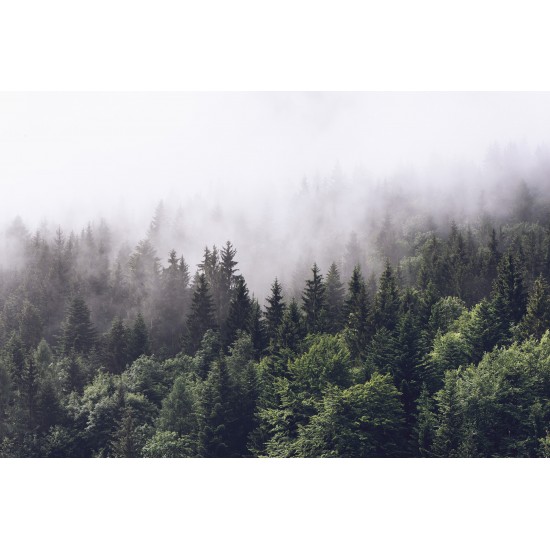 Misty Fir Forest