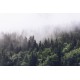 Misty Fir Forest