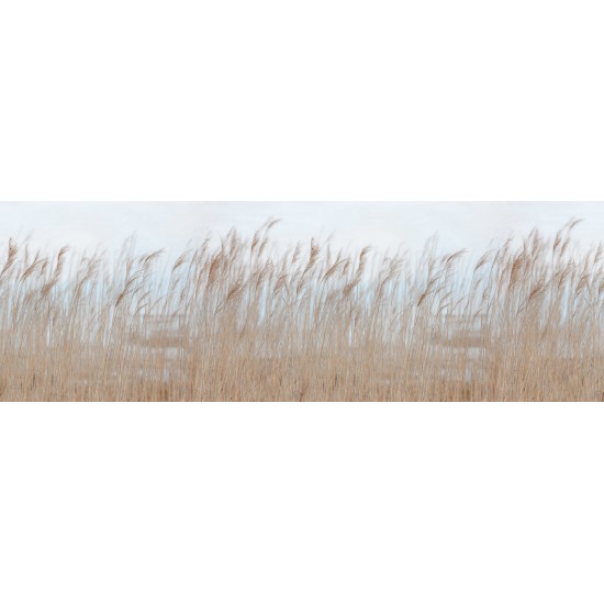 Swaying Reed