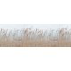 Swaying Reed